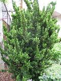 Green Spire Japanese Euonymus / Euonymus japonicus 